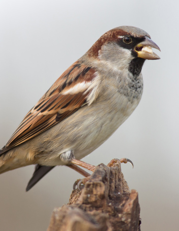 Sparrow sitting on a bark - Sparrow Removal Services