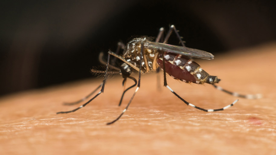 Mosquito feeding on a human