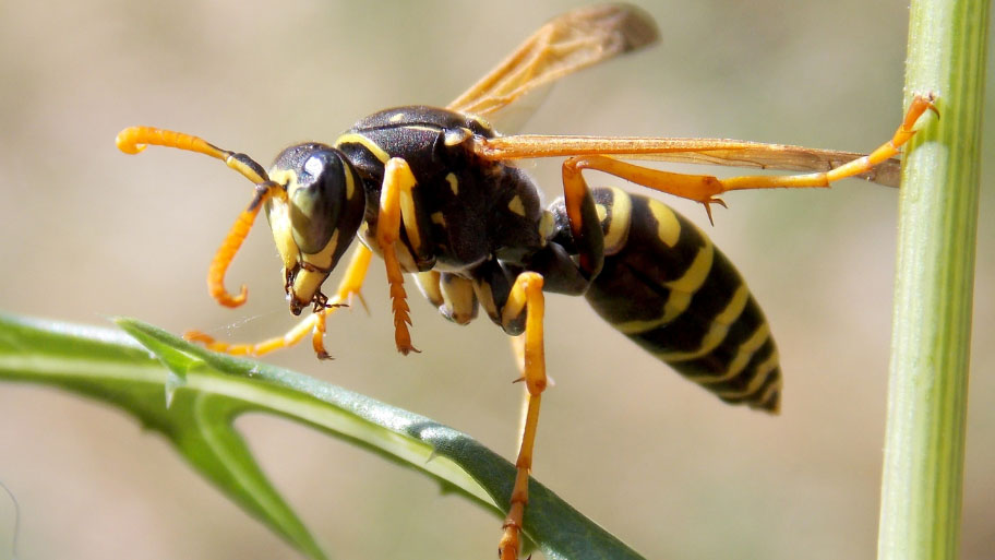 wasp hanging on a leaf