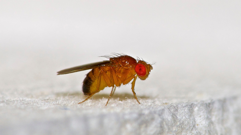 Gnat hanging around a house