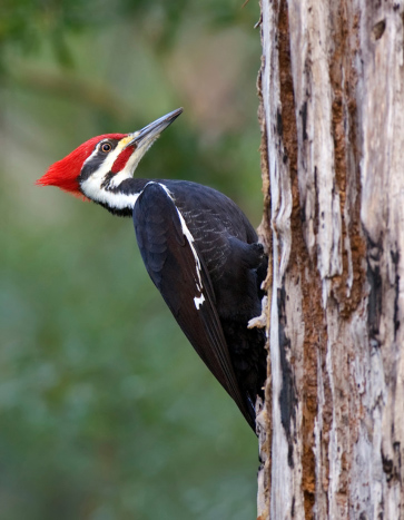 Woodpecker Pecking a Tree - Woodpecker Removal