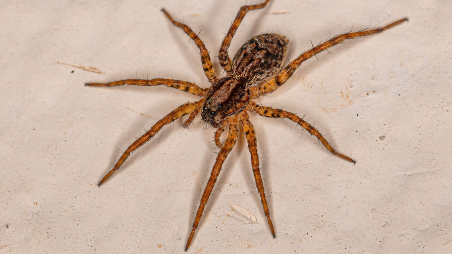 Adult Wolf Spider - Pest Control in Panora