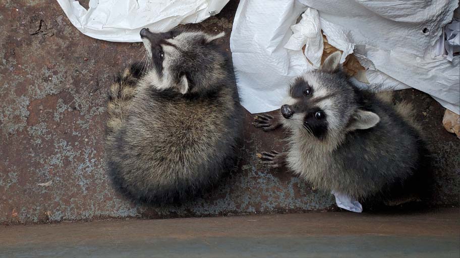 Raccoon Removal in Panora, IA