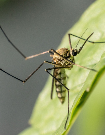 Mosquito hanging on a leaf