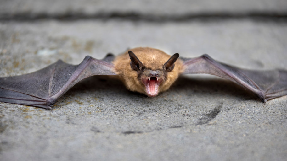 Bat Removal in Panora, IA