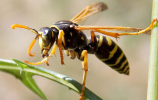 Wasp - Spring Pest Control