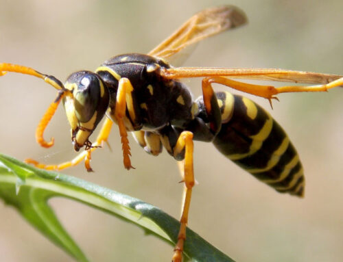 Spring Pest Control: Bees, Wasps, and Mosquitoes
