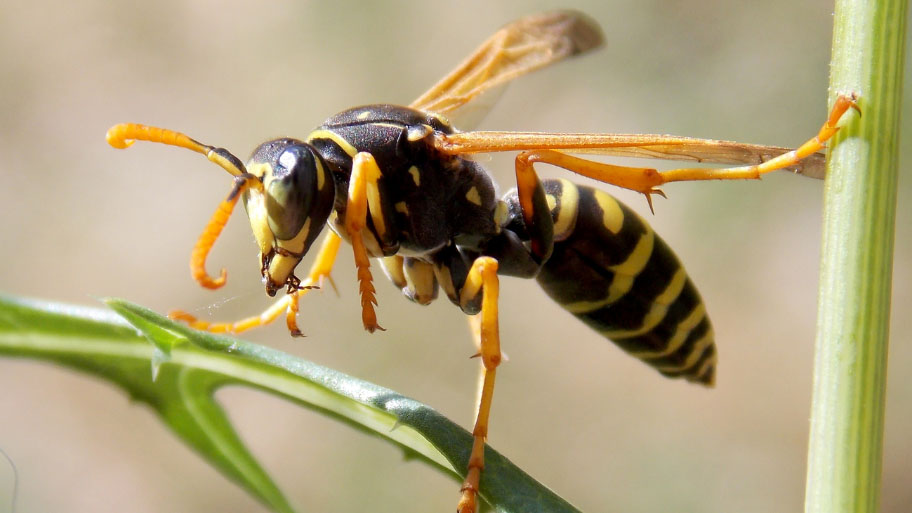 Wasp - Spring Pest Control