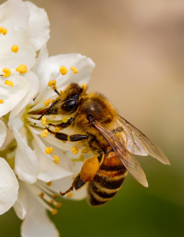 Bee Feeding on a Flower