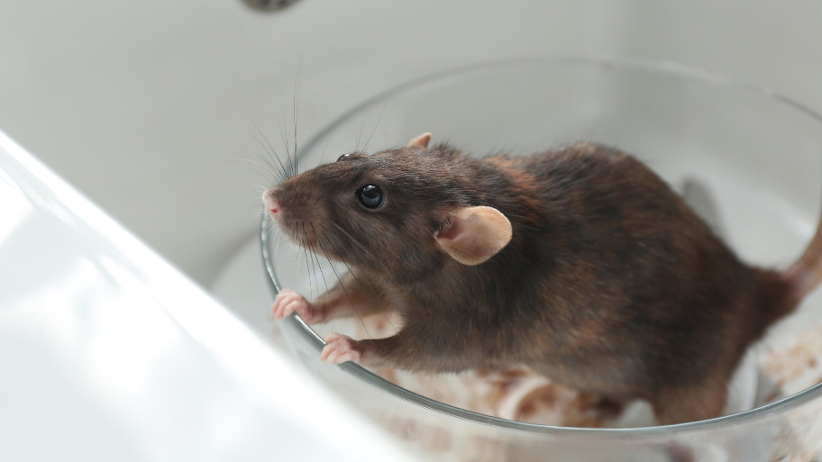 Mouse on a plate - Mice Removal in Panora, IA