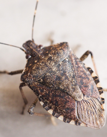 Stink Bug