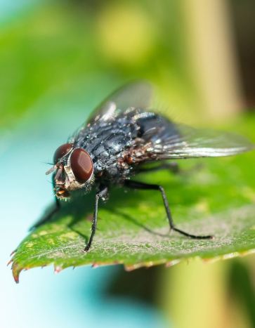 House fly on leaf Summer Pests