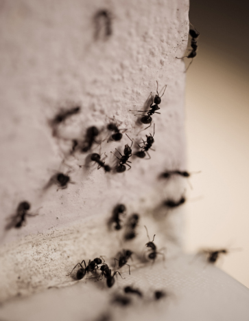 Group of carpenter ants on the wall Summer Pests