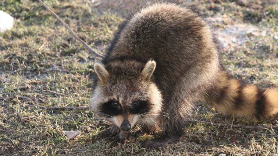 Raccoon Removal in Ames, IA