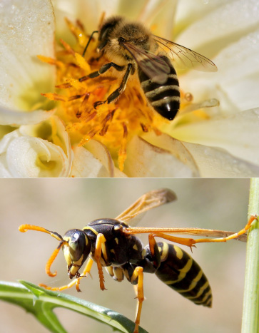 Stinging Insects (Bees, Wasps)
