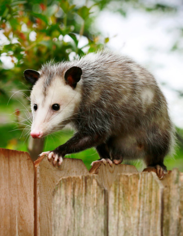 Opossum entering a lawn - Opossum Removal