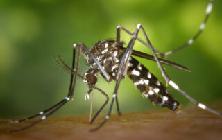 Mosquito feeding on a man's arm summer pests