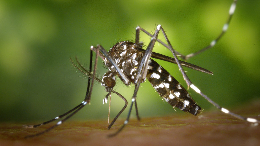 Mosquito feeding on a man's arm summer pests