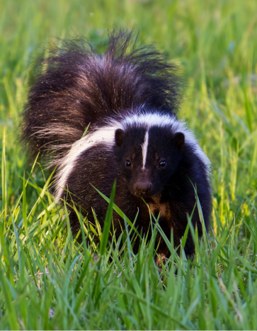 Skunk inside house lawn - Skunk Removal