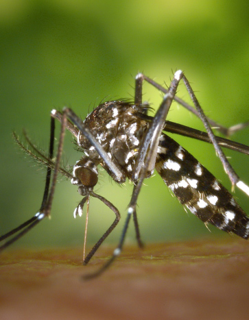 Mosquito feeding on a person - Summer Pests