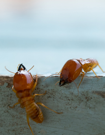 Termites eating house walls Summer Pests