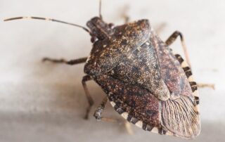 Brown Marmorated Stink Bug - How to Get Rid of Stink Bugs