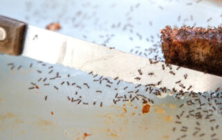 Ants swarming food on a kitchen counter. How to get rid of ants in the kitchen with Bobcat Wildlife & Pest Management in Des Moines, IA