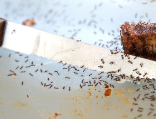 How to Get Rid of Ants in the Kitchen: Spring Pest Problems in Des Moines