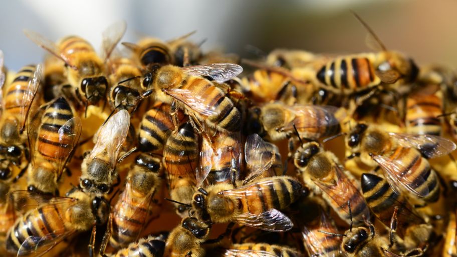 Swarm of Honey Bees – Bee Removal in West Des Moines, IA Swarm of Honey Bees - Bee Removal in West Des Moines, IA