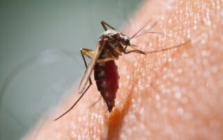 Mosquito biting human skin – Bobcat Wildlife & Pest Management helps Des Moines homeowners learn how to keep mosquitoes away with expert pest control solutions