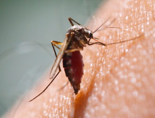 How to Keep Mosquitoes Away from Your Des Moines Yard This Summer