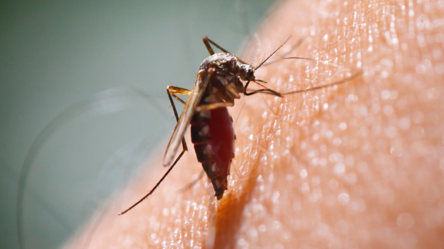 Bobcat Wildlife & Pest Management offers expert mosquito pest control in Des Moines to help keep mosquitoes away from your yard Mosquito biting human skin – Bobcat Wildlife & Pest Management helps Des Moines homeowners learn how to keep mosquitoes away with expert pest control solutions