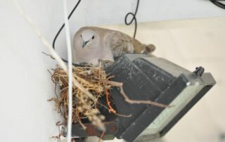 Bird nesting on outdoor light fixture – how to stop birds from nesting near your roof by calling Bobcat Wildlife & Pest Management in Des Moines, IA