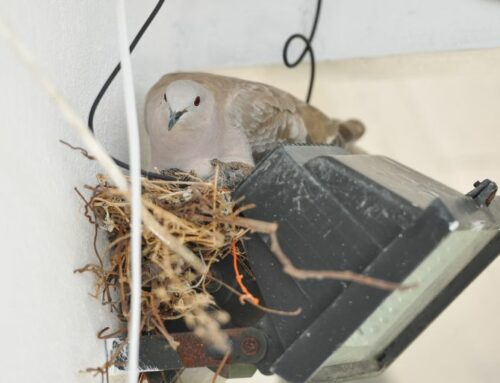 How to Stop Birds from Nesting: Expert Tips for Des Moines Residents