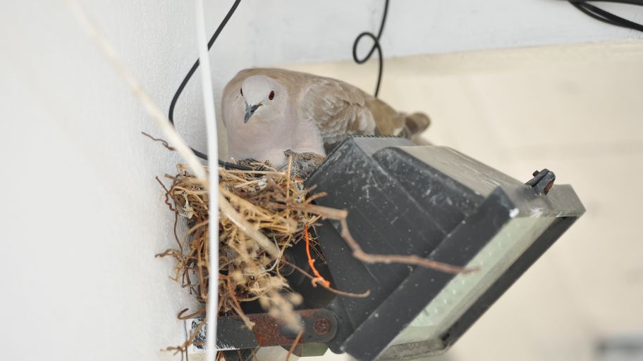 Bird nesting on outdoor light fixture – how to stop birds from nesting near your roof by calling Bobcat Wildlife & Pest Management in Des Moines, IA Bird nesting on outdoor light fixture – how to stop birds from nesting near your roof by calling Bobcat Wildlife & Pest Management in Des Moines, IA