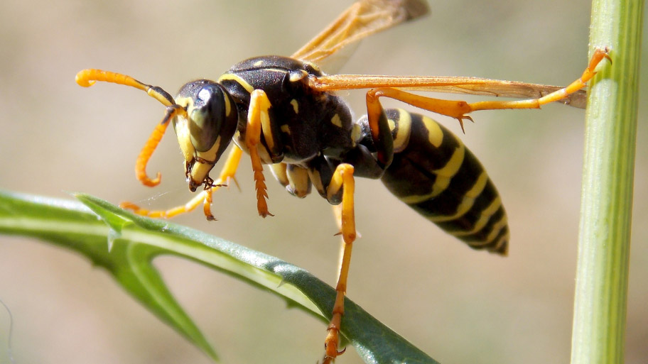 Bee Removal in Panora, IA Bee Removal in Panora, IA