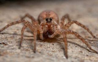 Close-up of a spider indoors—Bobcat Wildlife & Pest Management explains how to keep spiders out of the basement in Des Moines, IA during summer months
