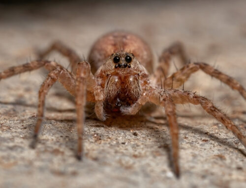 How to Keep Spiders Out of the Basement This Summer in Des Moines