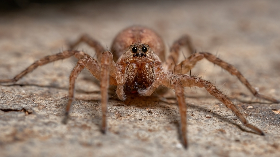 Close-up of a spider indoors—Bobcat Wildlife & Pest Management explains how to keep spiders out of the basement in Des Moines, IA during summer months