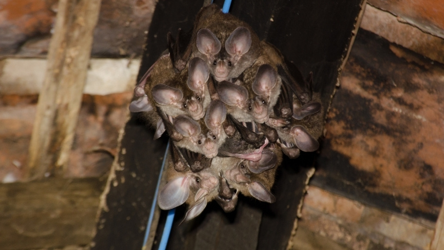 Bat Removal in Des Moines, IA Bat Removal in Des Moines, IA