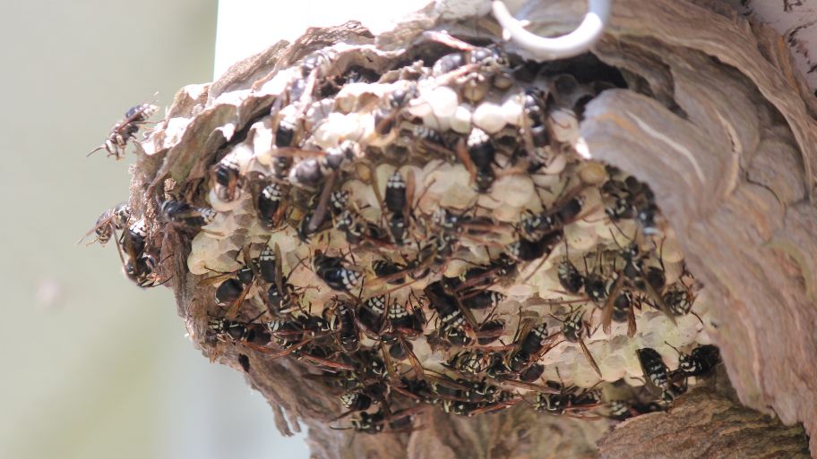 Bald-faced hornets clustered on a large paper nest near a home Bald-faced hornets clustered on a large paper nest near a home—Bobcat Wildlife & Pest Management shares how to safely remove a wasp nest in Des Moines, IA