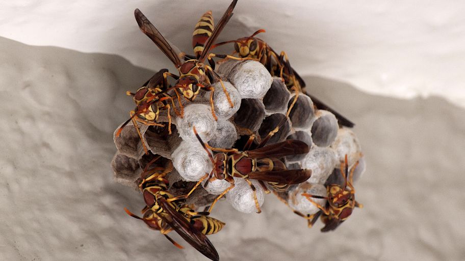 Close-up of an active paper wasp nest on a ceiling Close-up of an active paper wasp nest on a ceiling—Bobcat Wildlife & Pest Management explains how to safely remove a wasp nest in Des Moines, IA