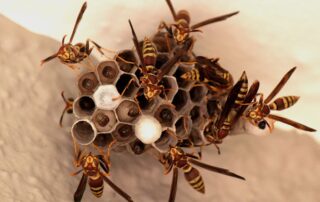 Paper wasps building a nest on a home ceiling – Bobcat Wildlife & Pest Management explains how to safely remove a wasp nest in Des Moines, IA