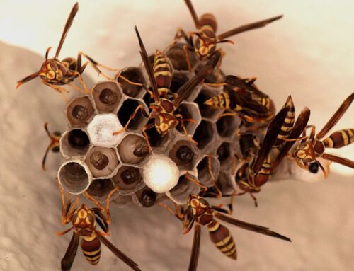 How to Safely Remove a Wasp Nest from Your Des Moines Home (Without Getting Stung)