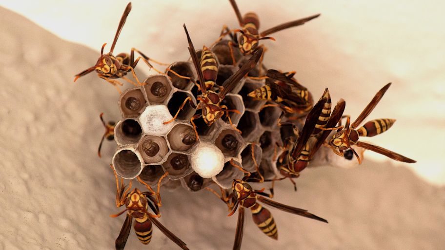 Paper wasps building a nest on a home ceiling Paper wasps building a nest on a home ceiling – Bobcat Wildlife & Pest Management explains how to safely remove a wasp nest in Des Moines, IA