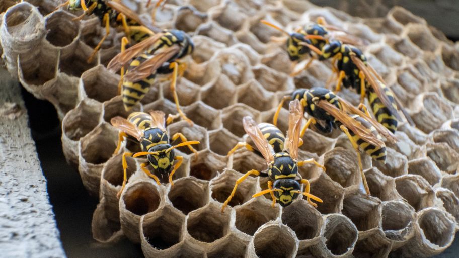 Yellowjackets on an exposed nest under a wooden beam Yellowjackets on an exposed nest under a wooden beam—Bobcat Wildlife & Pest Management explains how to safely remove a wasp nest in Des Moines, IA