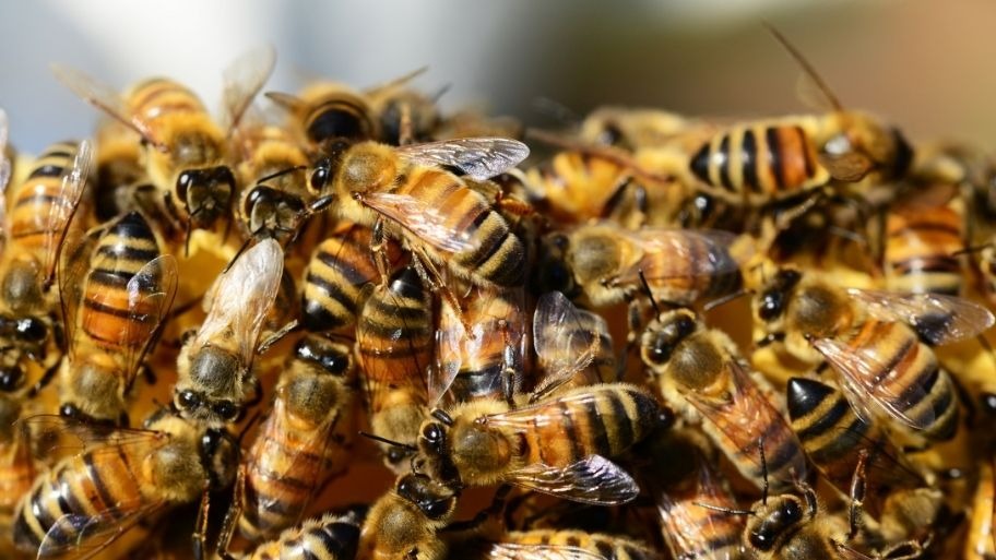 Bee Removal in Dallas Center, IA Bee Removal in Grimes, IA