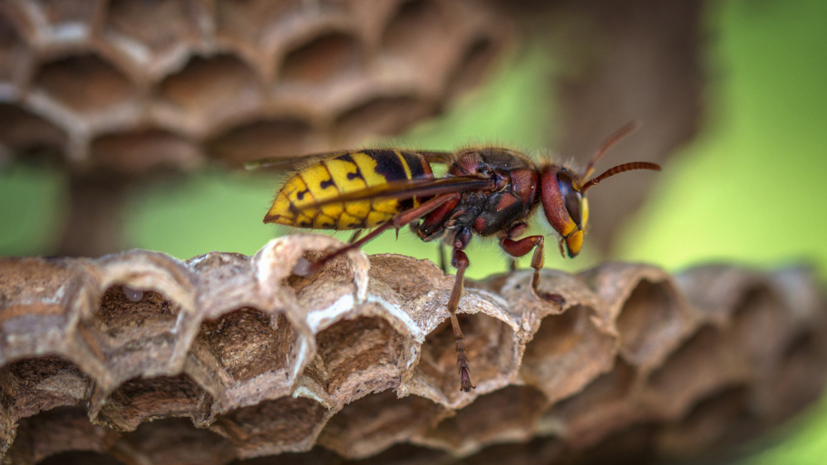 Wasp Removal in Adel, IA Bee Removal in Des Moines, IA