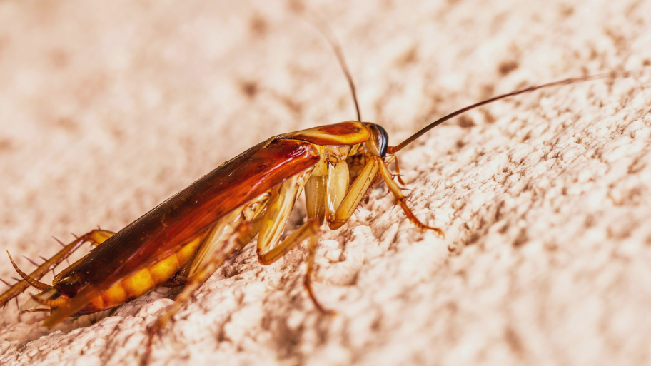 Cockroach Removal in Adel, IA Bee Removal in Des Moines, IA